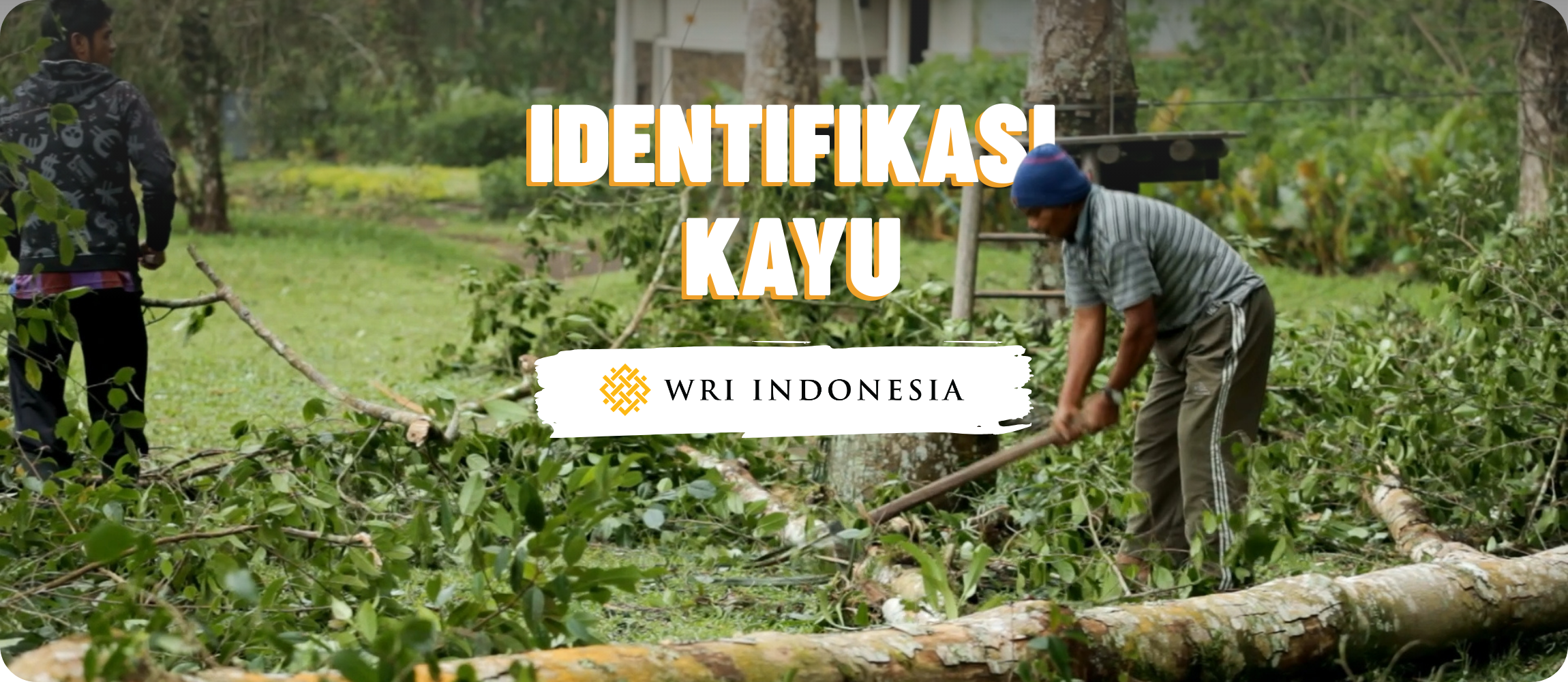 WRI Indonesia – Identifikasi Kayu